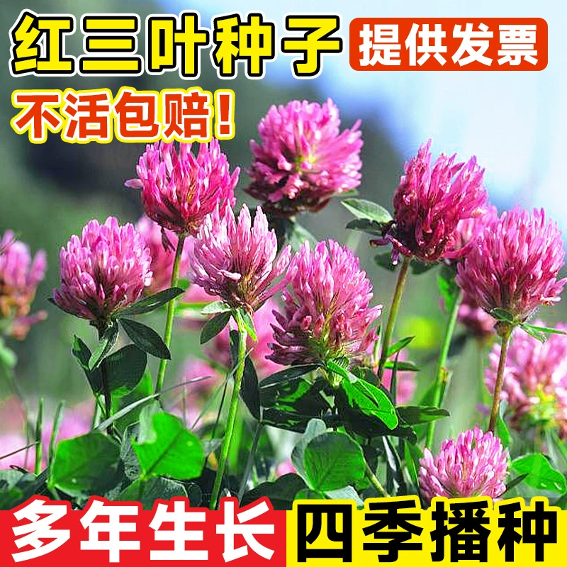 Семена красного клевера, семена газонной травы, семена четырехлистного клевера, семена четырехлистного клевера для двора, четырехсезонные вечнозеленые растения для озеленения