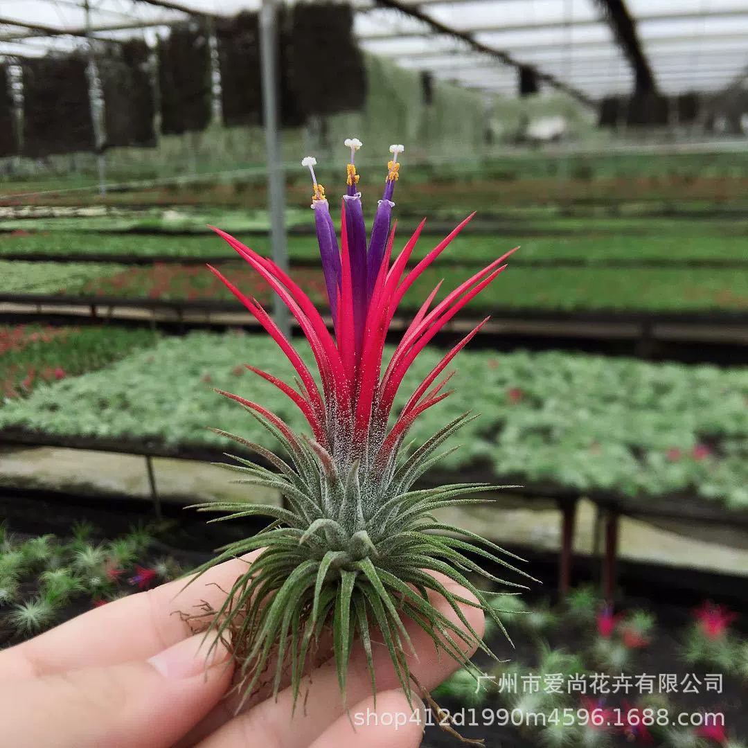 Воздушный ананас Fuguo база прямых продаж большие, средние и малые спецификации красный и зеленый беспочвенный завод Железная Орхидея Эльф