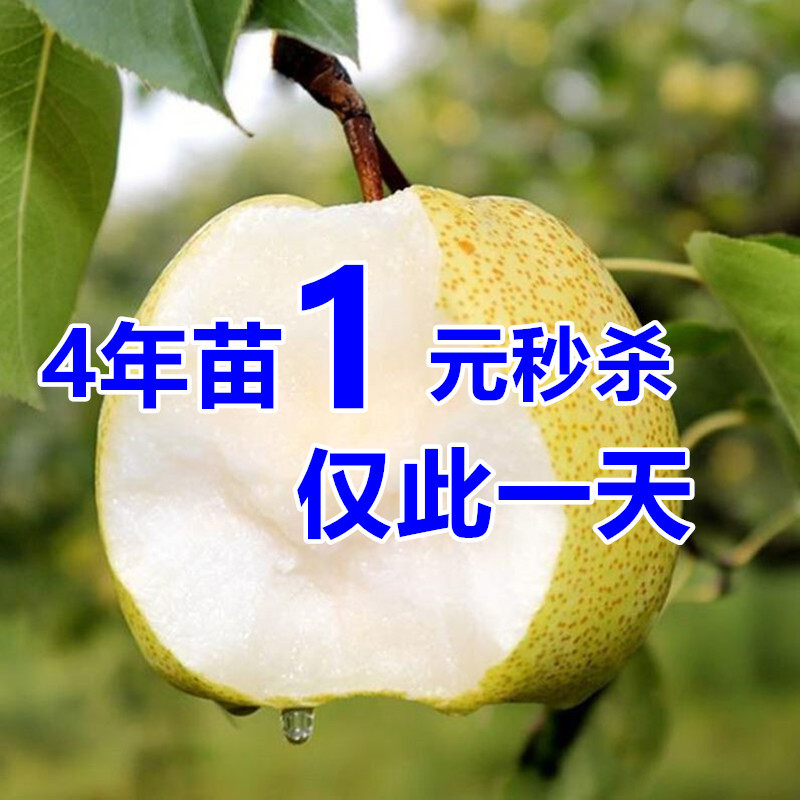 梨树果苗嫁接苗翠冠梨树砀山梨子树地栽当年结果香梨子果树
