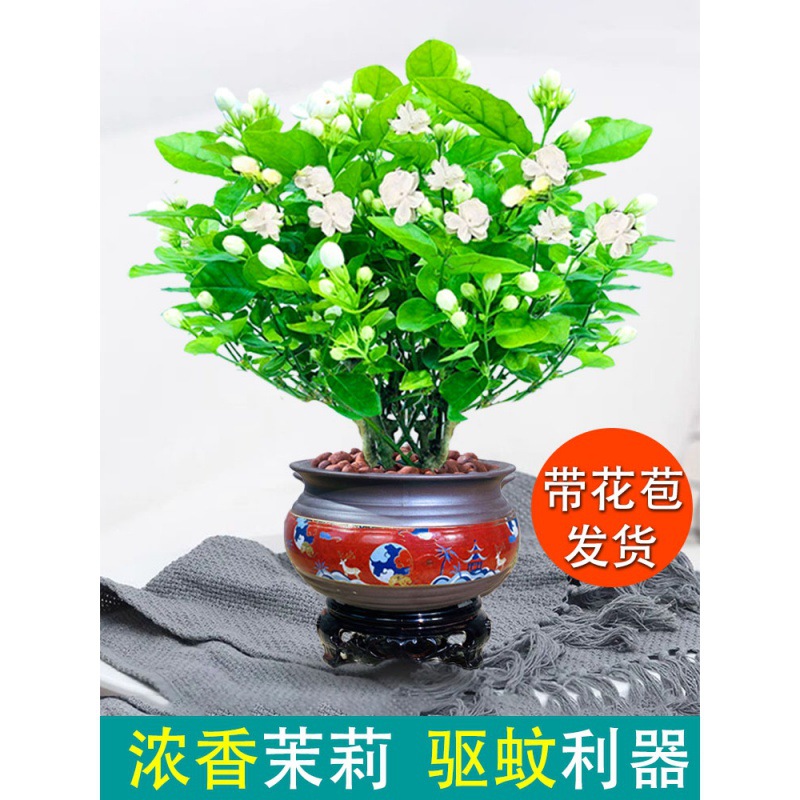 茉莉花 茉莉花价格 最新茉莉花批发报价 种苗花卉网