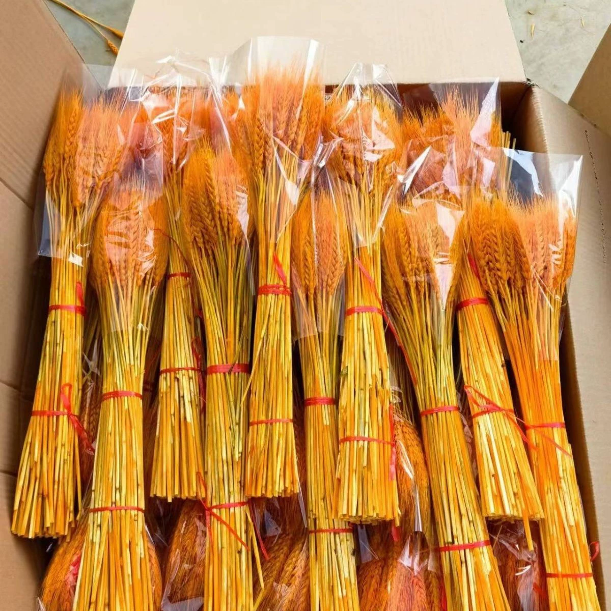 Уши ячменной пшеницы, сушеные цветы, открывающиеся уши ячменя, производитель, оптовая продажа, вся коробка, бессмертные пшеничные уши