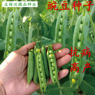 ���㶹�N�ӷN��������̖����N�붹�N�㶹�N�ͺ������ļ�����N��