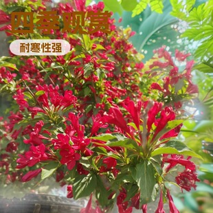 �t�����\���� �ļ��\�� ͥԺ�ͺ��G�h����\������  �G������