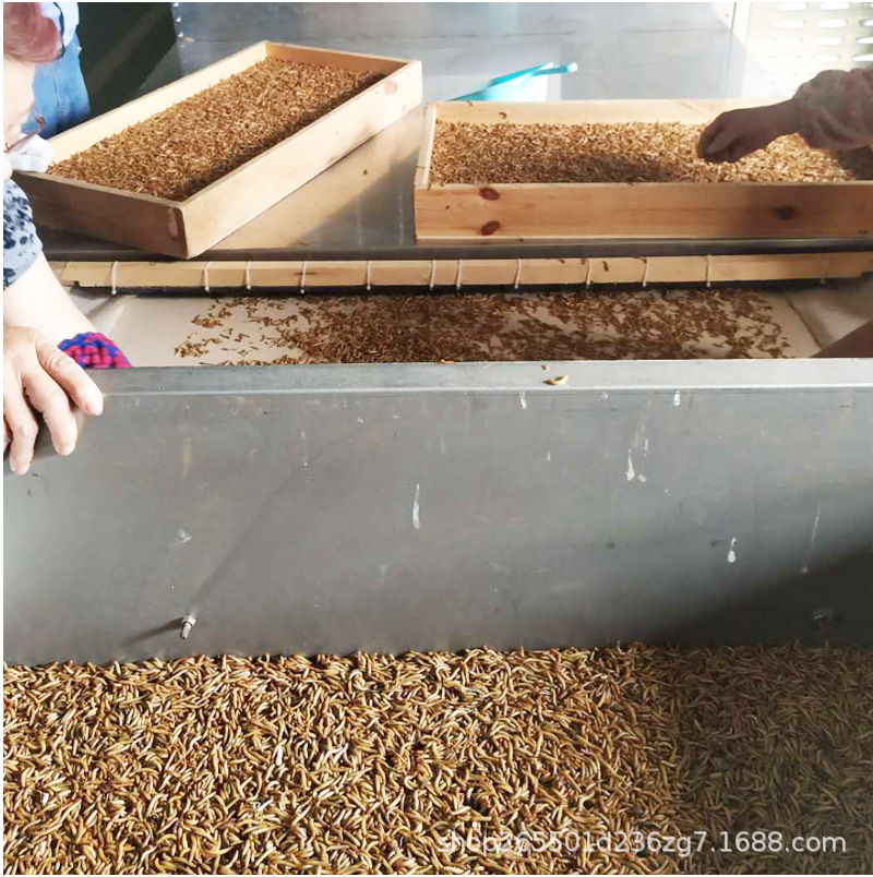 沃斯特黄粉虫 面包虫黑水虻微波烘干设备 隧道式微波快速烘干机