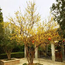 һ�����l�����D÷�������԰����������D÷��ͥԺ����ֲ���ļ��_��