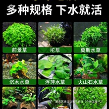 ˮ��ֲ���~��ˮ���쾰���ˮ���ˮ�Ųݸ׾Gֲ��������~������