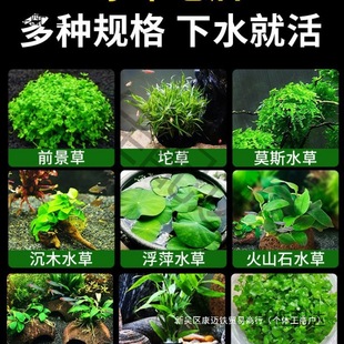 ˮ��ֲ���~��ˮ���쾰���ˮ���ˮ�Ųݸ׾Gֲ��������~������