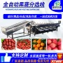 风干分选圣女果大枣流水线