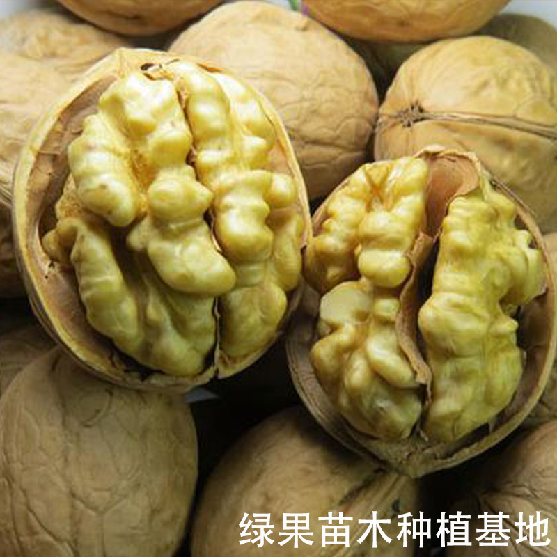 纸皮薄壳核桃苗 8518核桃苗 基地直销 批发核桃苗 嫁接苗果树苗木