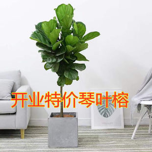 Fiddle Leaf Fig Potted Living Room Internet Celebrity Floor-Standing Green Plant Fiddle Leaf Fig Large Indoor Plant with Large Leaves Evergreen All Year Round