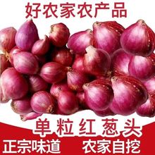 正宗东北特产小毛葱头红葱头圆葱生吃小洋葱油鬼子葱当年新鲜毛葱