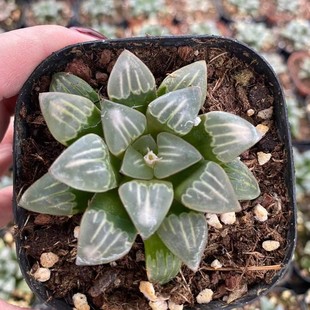 Fog Fountain Shou Japanese Green Plant Potted Landscape Succulent Plant Greenhouse Wholesale Agave Cactus Soft Leaf Ten