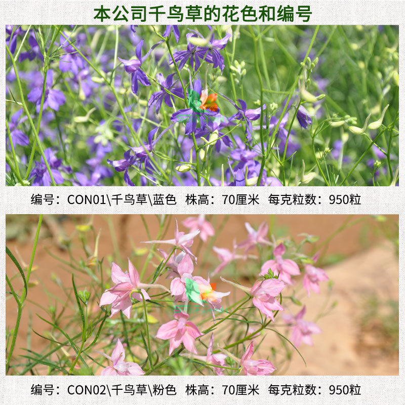 千鳥草の種 庭植え花の種 ブルーイサングラスの種 花壇風景花 鳥の花の種|undefined
