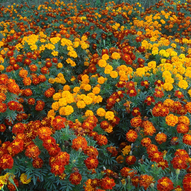 Оптовая оптом смешанные цвета павлина семена цветов ландшафт озеленение инженерные семена цветов Four Seasons посев выносливые семена цветов травы