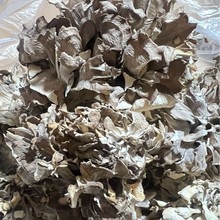 灰树花当季新鲜干货 天然无污染 煲汤佳品 高山珍品 菌香浓郁