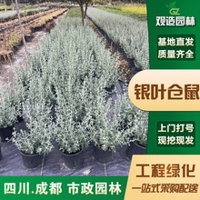 y~}СĴ@־G҃Ȼ@̨Gֲ쾰^~Rľ