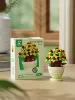 7455 Peace Fruit 175 Capsules [Color Box]