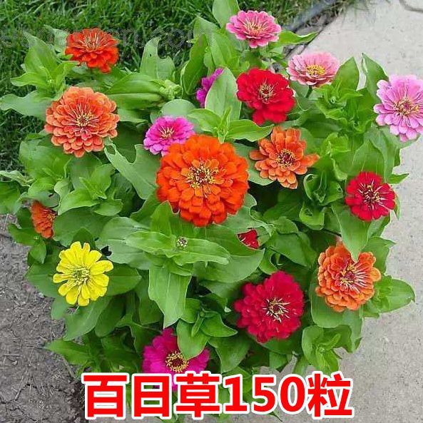 Semillas de flores, plantas en macetas, balcón, jardín, margarita, girasol, lavanda, pétalos dobles, semillas de girasol