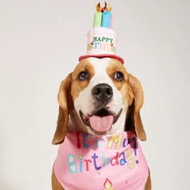 猫猫玩具;狗狗玩具;宠物梳子