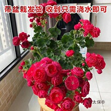 �������ÿ������̨�ļ������_���҃����ذ�󻨻ܺ��B����̫��