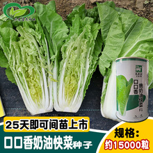 卡其口口香奶油快菜种子 四季速生小白菜种籽 菜园农家蔬菜孑
