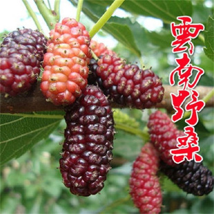 ��ɣ���ݮ��ɣ������������B�Q�ļ��������Ϸ������Nֲɣ�����