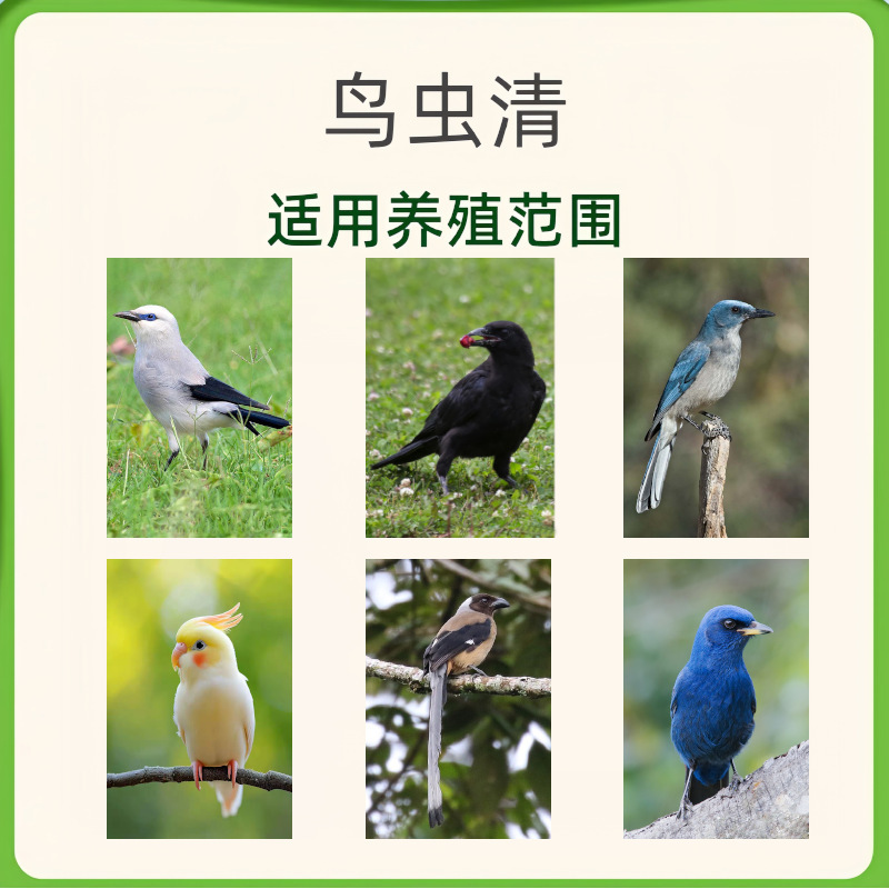 鳥用内用駆虫植物エキス、鳥用一般寄生虫、オウムのくちばし、特別な黒鳳鳩ペット用品|undefined