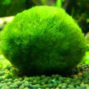 �G�����^�p��ˮ�ݻ��w�~��ˮ�����쾰�b�С̖ ���������l
