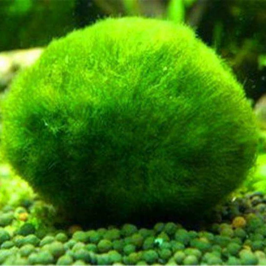 Зеленый шарик из водорослей декоративные настоящие водные растения живые Рыбы Аквариум Ландшафтный дизайн украшения небольшой размер мяч из водорослей оптом 3-4 см
