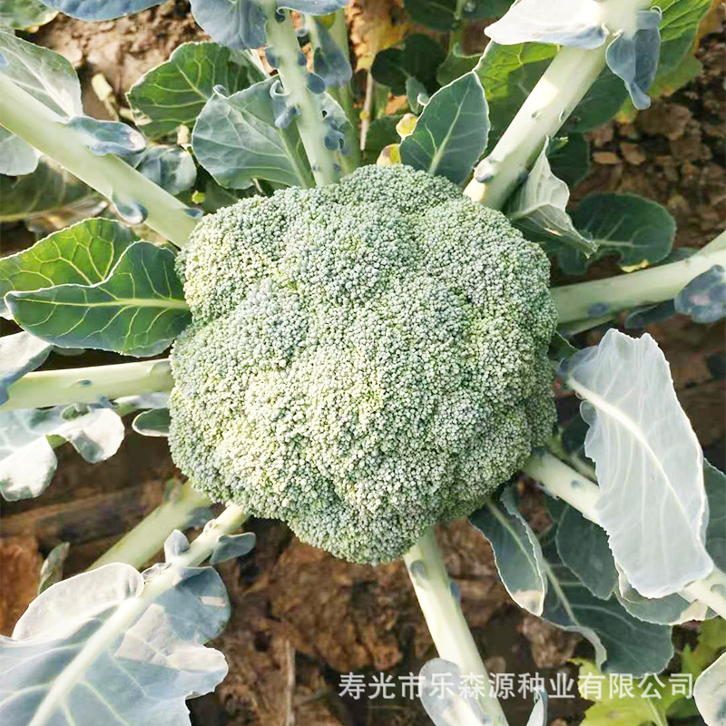 寿光炎秀西兰花 春秋基地蔬菜品种西兰花 青花菜种子批发蔬菜种子