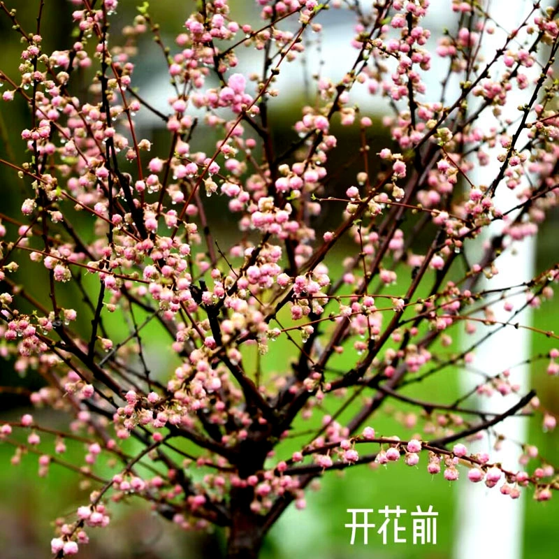 Саженцы сливы вяза устойчивы к холоду и кустам с двойными лепестками