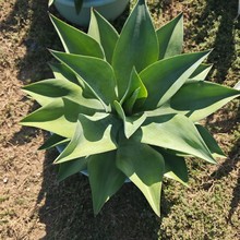 2411B ���� �ᎧɳĮ ����ֲ�� �ʹ������m �҃��� �Gֲ����