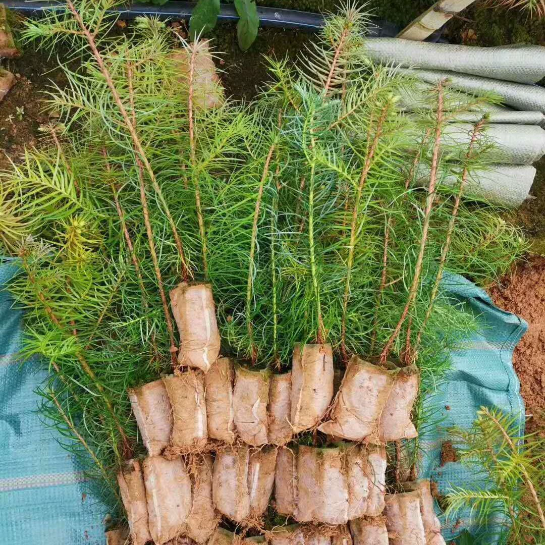 [Самостоятельное производство и продажа] Сосенки, качественные сосенки, высококачественные сосенки, сосенки третьего поколения, сосновые розетки.