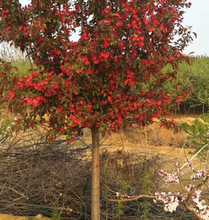 一件代发北美海棠花树苗庭院耐寒植物垂丝西府海棠地栽工程绿化用