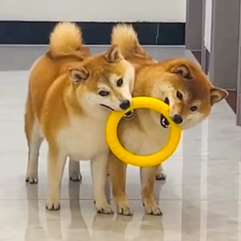 Toy, frisbee, interactive ring for training, getting rid of boredom