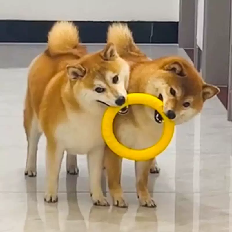 Toy, frisbee, interactive ring for training, getting rid of boredom