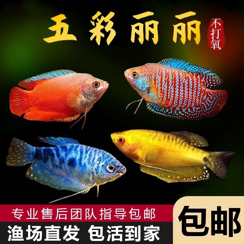 Живая тропическая декоративная рыба Manlow, тело синее Manlong, Huangman-дракон, золотой Боци, шаровидная Афан, маленькая мини-рыбка попугай