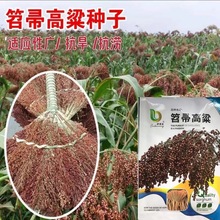 �������ӷN�Ӓ���t�����N���������������ᄾ�ʳ������ͥԺ����