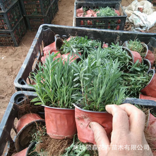Garden Landscape Greening Engineering Seedling Lavender Park Ornamental Ground Grass Flower Lavender