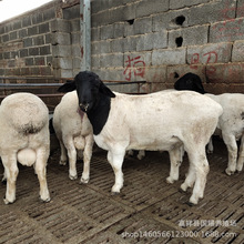 ���^�Ų��d��r�� �Ų��d���Bֳ �^̥���жŲ��d��