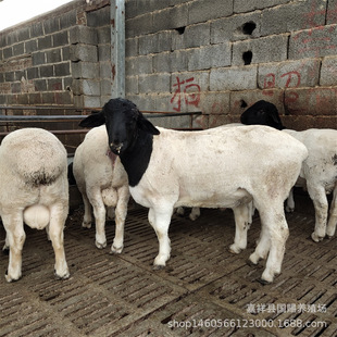 ���^�Ų��d��r�� �Ų��d���Bֳ �^̥���жŲ��d��