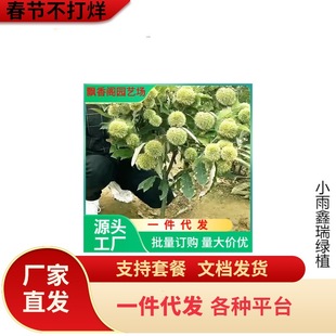 һ�����l�p�����N�������w���������޽Ӵ�t�۰������ϱ����ļ�