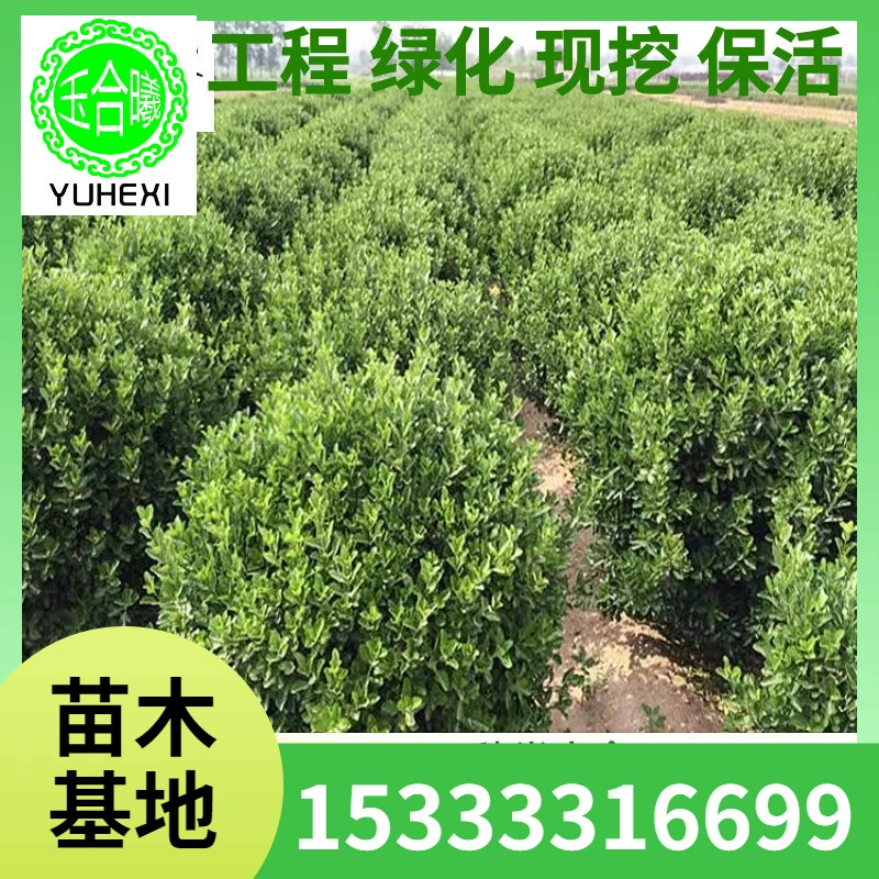 Саженцы холли, садово-дорожное строительство, зеленение кустарников, вечнозеленые и морозостойкие стены двора и саженцы забора в любое время года.