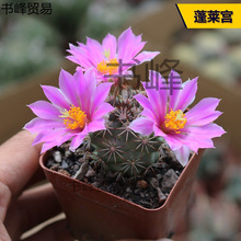 ���ֺ���������ϵ���ճ��������B����ϼ��M�϶�ë��������