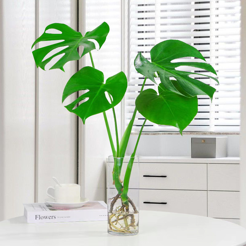 몬스테라 델리시오사 60-70cm [1그루] 병 미포함