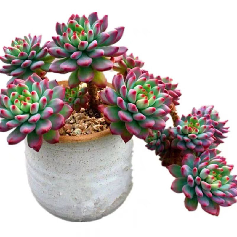 1aef740a-8af7-4a61-a71e-35d4176910b0.jpe