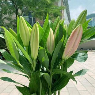 �ٺϻ�����ֱ�lֱ���r�л�ˮ�B�廨�������fͬ��