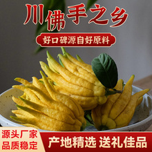 【送礼精选川佛手】四川源头直发佛手柑新鲜大果送礼观赏天然香熏
