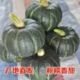 好吃新鲜低脂南瓜装