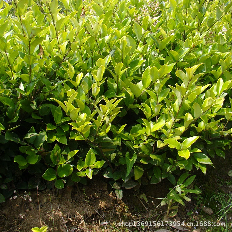 Оптовая продажа саженцев Kinsen Ligustrum, кусты Kinsen Ligustrum из Хунани 30-150 см, большие объемы, прямые поставки с места происхождения в Россию